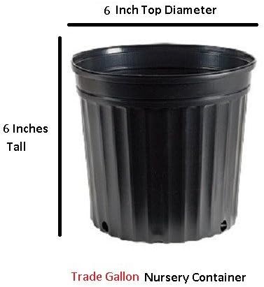 Orange Flowering Fragrant Tea Olive (osmanthus) - Live Plant - Trade Gallon Pot