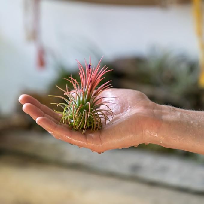 Shop Succulents Ionantha Tillandsia Air Plants, Assorted Mini Live Indoor Plants for Home Decor & Gifts, Low Maintenance, Natural Air Purifier, Hanging Plants, Favors, Terrarium Plants, Pack of 100