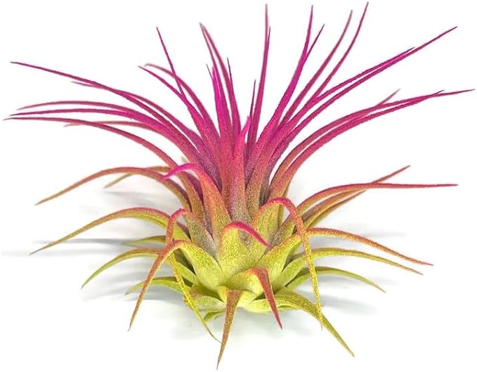 Rainbow 3 Pack, Ionantha Guatemala Tillandsia Air Plant, Live Airplant, Healthy Arrival Guaranteed, Great Indoor Plant, Home Decor & Gift