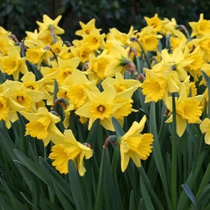 Yellow Dutch Master Classic Daffodils - 50 Perennial & Naturalizing Flower Bulbs