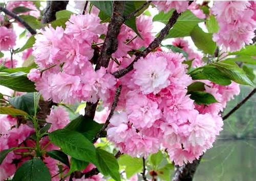 Live Kwanzan Cherry Blossom Tree – 8-12" Tall, Ornamental Pink Flowers