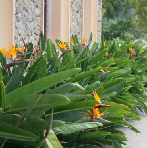 Bird of Paradise - Orange - Strelitzia Reginae. (4 Orange BoP in Cup)