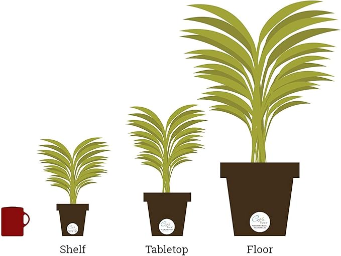 Costa Farms Spathiphyllum Peace Lily Live Indoor Plant in in Premium Scheurich Ceramic Planter, 15-Inch