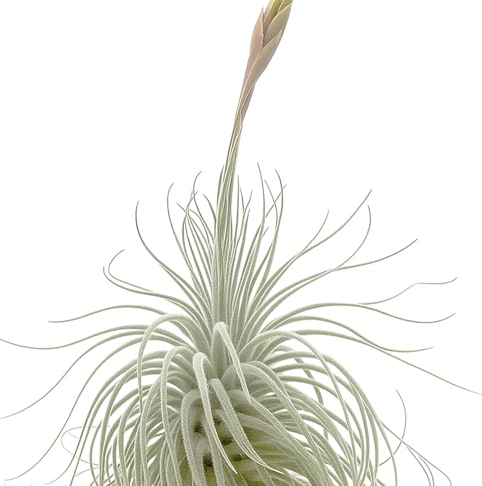 Live air Plant - Tillandsia Tectorum Air Plant 4-6" – 2ct – Unique Shape with Silvery Fuzz – Low Maintenance Houseplant – Perfect for Decor, Terrariums, Gifts - Live Arrival Guaranteed