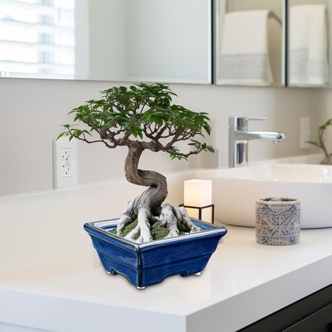 Bonsai Pots Shallow Succulent Planters for Live Bonsai Trees Set of 2, 6.3" Ceramic Pot for Succulents Indoor with Drainage Hole, Outdoor Cactus Plant Bonsai Pot,Ceramic Flower Pot