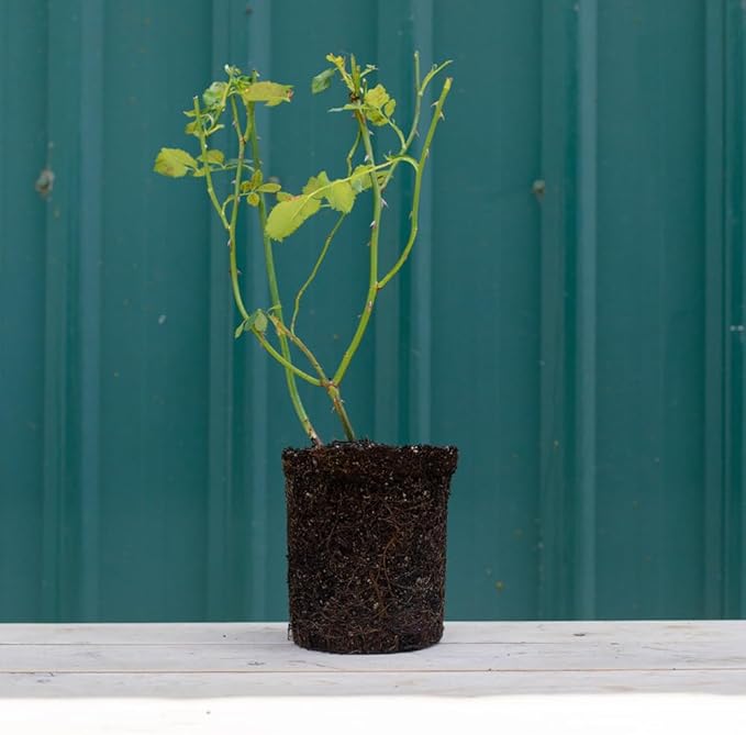 Heirloom Roses Rose Bush - Variegata di Bologna Live Purple Plant for Outdoor Planting