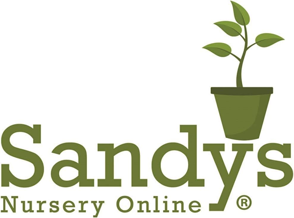 Thuja Green Giant Arborvitae Lot of 10, Quart Pot