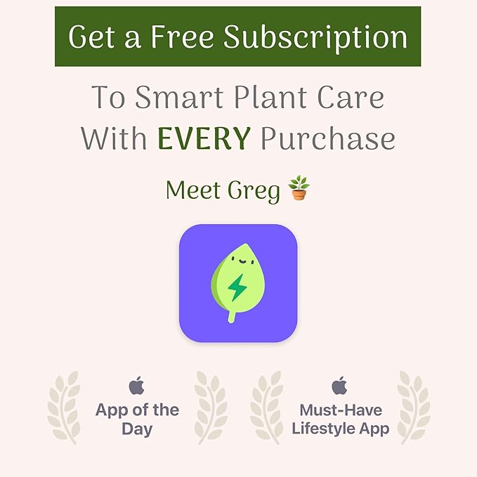 American Plant Exchange Coconut Palm Tree, Live Tropical Plant for Indoor & Outdoor Use, Malaysian Dwarf Green, Home, Garden, Landscape & Patio Décor, 2ft Tall with Pot Cover