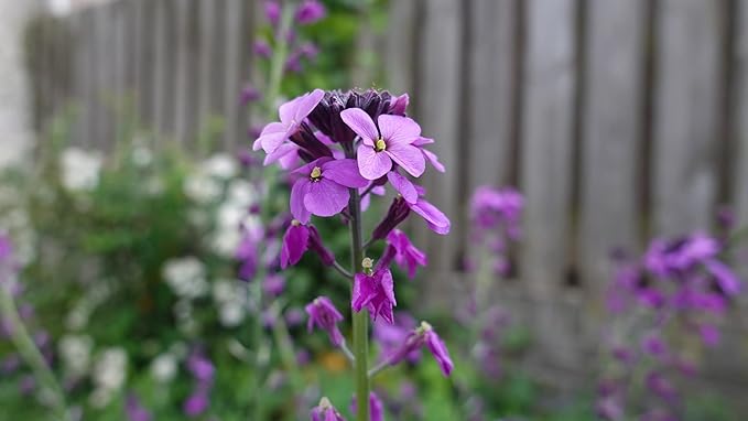 Set of 100 Assorted Valley Green Flower Seed Packets! Flower Seeds in Bulk - 20+ Varieties Included
