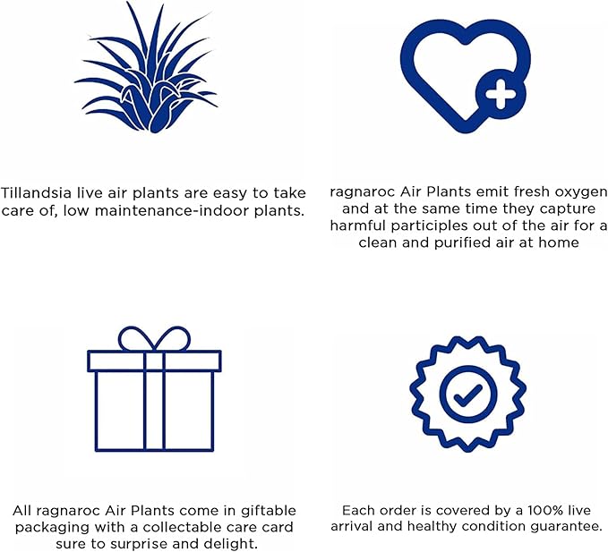 Air Plants - Elsker Gift Box - Large 4" - 5ct - Live Arrival Guaranteed - House Plants for Home Decor & Gift