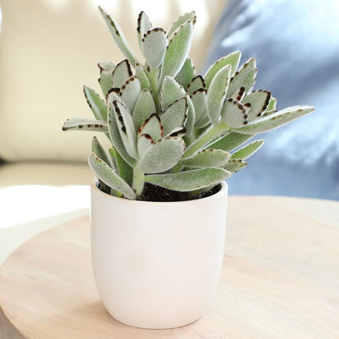 Altman Plants Desert Fire Live Succulents 4-Pack, Mini Plants Succulent Mix, Live Plants, Mini Succulents, House Plants, Live Succulent Plants, Outdoor & Indoor Plants for Event, Wedding, Kid Crafts