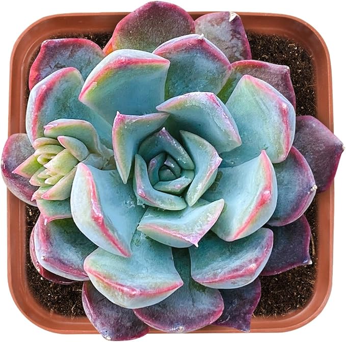 Live Succulent Echeveria 'Dark Ice', Approx 2-inch Large, Potted Succulents, Fully Rooted, Easy Care House Plants