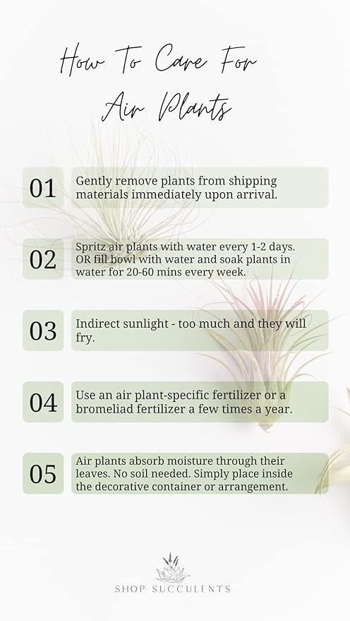 Shop Succulents | Assorted Collection for Home Décor, DIY Terrariums Variety of Species, Tropical House Plant, 30-Pack, Mix