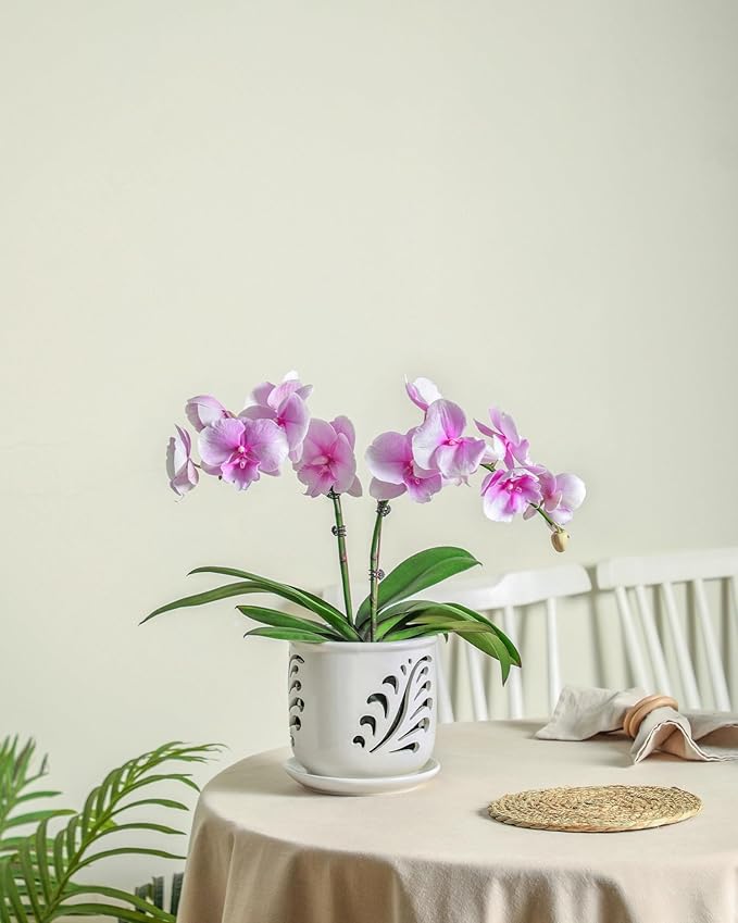 Ceramic Orchid Pot, 6 Inch Orchid Pots with Holes and Saucer for Indoor/Outdoor Plants Drainage & Air Circulation, White Orchid Planter for Repotting or New Plants