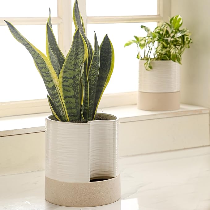 Nihow Self Watering Plant Pot: 8 Inch Ceramic Planter with Drainage Hole & Water Storage Plus for Indoor & Outdoor Plants - Cylinder Round Flower Pot for Succulent/Herbs/Violets - Cream White & Brown