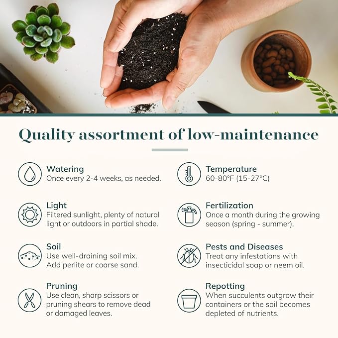 Shop Succulents Rosette Succulent Plant Pack Collection - Live Mini Succulent Plants, Low Maintenance, Floral Shaped Mix of Colors & Textures - Wedding and Party Favors, Gift & Garden, Pack of 12