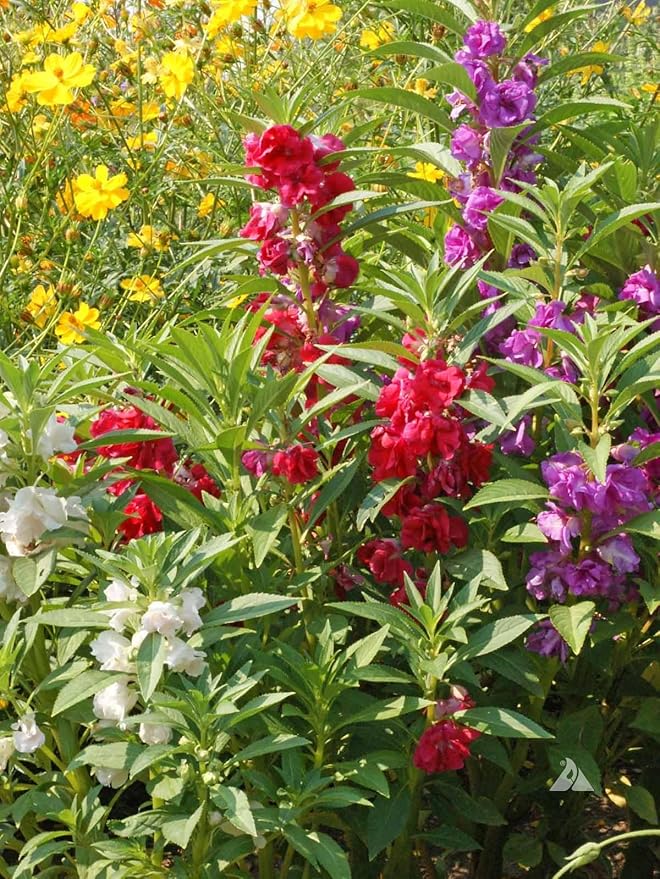 Premium Balsam Camellia Potting Soil Mix - Perfect Balance of Nutrients, Drainage, and Aeration for Thriving Blooms - 1 Quart