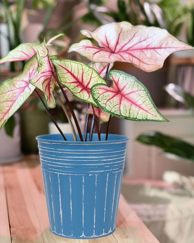 vensovo 7 Inches Blue Metal Rustic Flower Pots - 6 Pcs Medium Galvanized Planters with Drainage Hole and Rubber Plug, Rustproof Tin Bucket Plant Pot Farmhouse Vintage Style for Decor