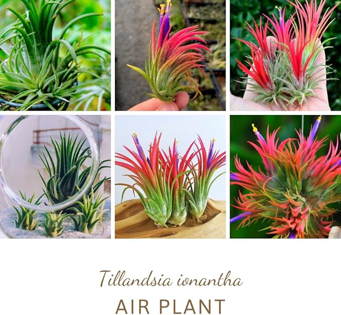 Tillandsia Plants, Red Tillandsia Air Plants Live, Combo 15 Succulents Plant Live, House Plant Indoor Outdoor, 2 Inc Tall