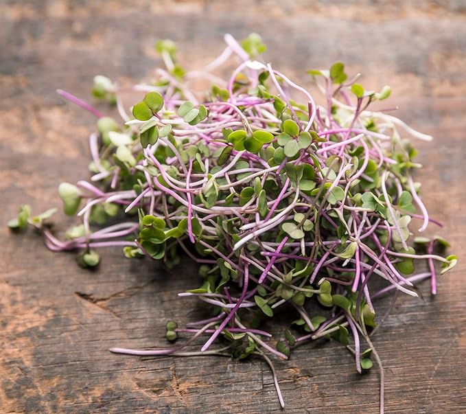 Broccoli Seeds for Sprouting & Microgreens | Waltham 29 Variety | Non GMO & Heirloom Seeds | Bulk 2.5 LB (40 oz) Resealable Bag | Rainbow Heirloom Seed Co.