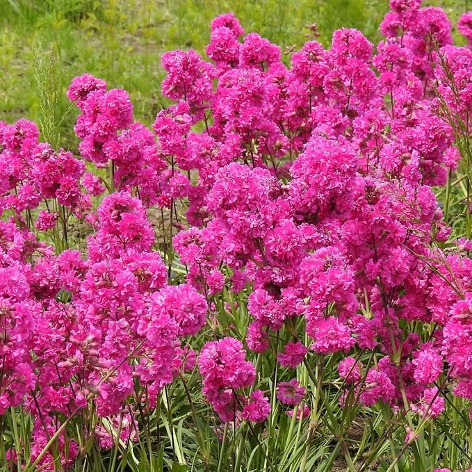 1000 Seeds Lychnis Rosett Pink Flower Seeds for Planting Perennial Lychnis Rosett Seeds Heirloom Non-GMO Seeds