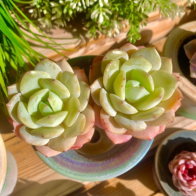 FWPP Live Succulents Plants Echeveria Love Song 2 Heads 3 inches,Rare Succulents Bare Root Without Pot Soil, Live Plants Indoor Office Decoration Wedding and Gift