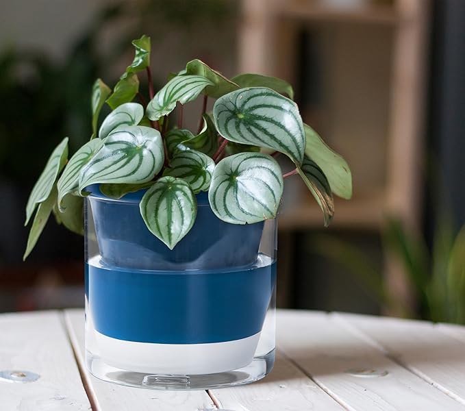 D'vine Dev 6 Inch Design Self Watering Planter for Indoor Plants, Blue Terracotta Pot with Cylinder Glass Cup, 37-X-B-4