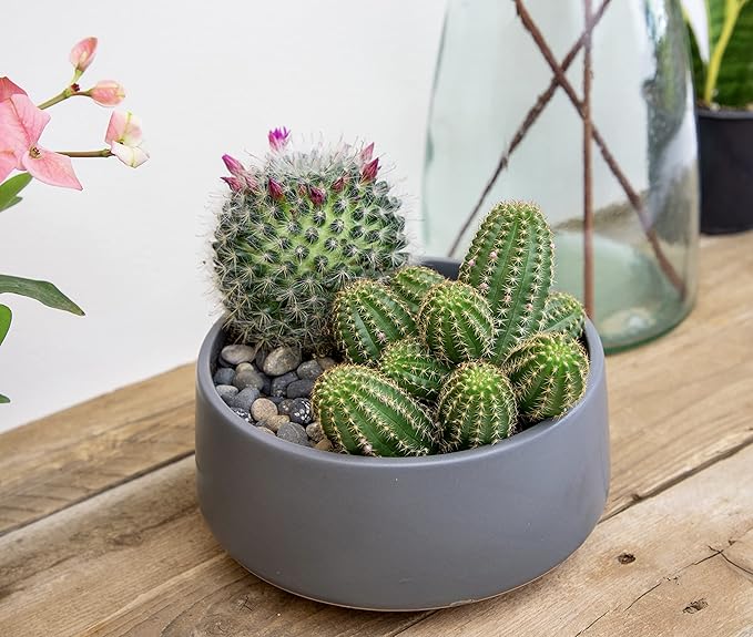 Altman Plants, Assorted Cactus Plants Live Plants (3PK), Cactus Plant Live Succulents Plants Live Cactus Decor, Indoor Plants Live House Plants in Cactus Soil, Live Cacti Plants Live Succulent Plants