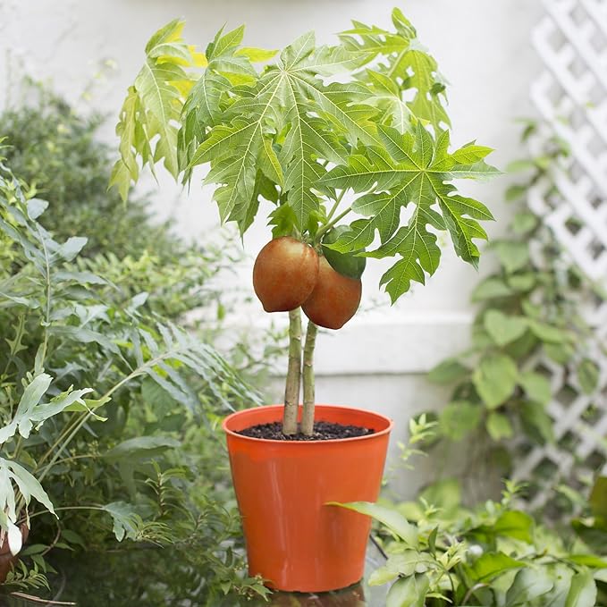 Papaya Plant Potting Soil - All-Natural Blend for Thriving Papaya Plants - Boosts Root Health and Fruiting Potential - 10 Quart