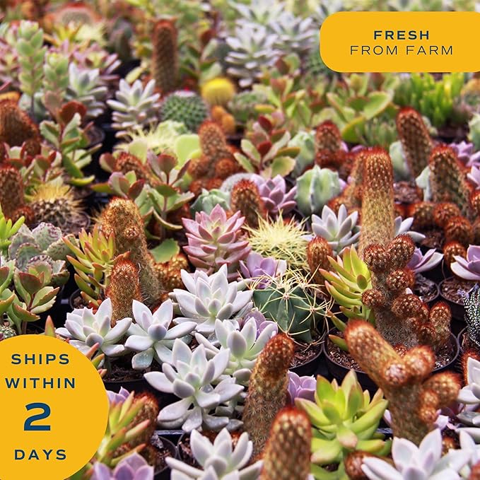 Costa Farms Succulent Plant, Live Indoor Plant Mini Succulent in Cute Decor Plant Pot, Potting Soil Mix, Grower's Choice, Valentine's Day Gift, Valentine Decor, Room Decor, 2-Inches Tall