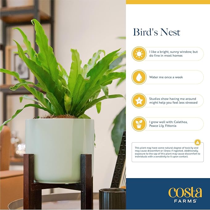 Costa Farms Bird's Nest Fern Plant, Easy Care Live Indoor Houseplant in Modern Decor Planter, Potted in Soil Potting Mix, Outdoor Garden Gift, Beautiful Home Décor, Housewarming Gift, 15-Inches Tall