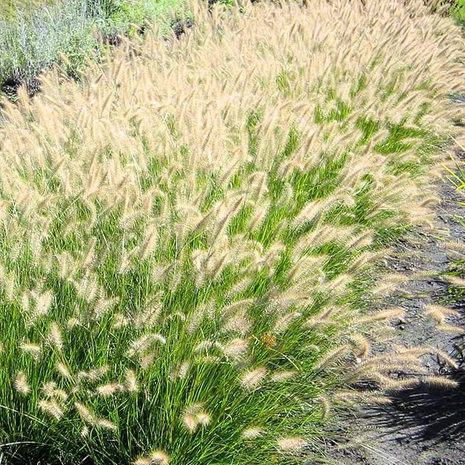 Pack 3 Fountain Grass Plants Live, 5-9 Inch Tall, Ornamental Grasses Live Plants Perennial, Well-Rooted Perennial Grass Clumps (White Fountain Grass)