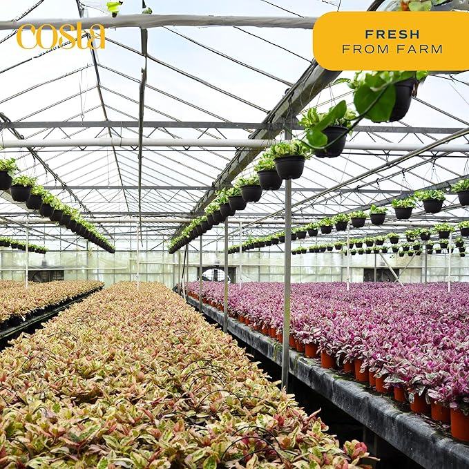 Costa Farms Succulent Plant, Live Indoor Mini Succulent Plant in Hanging Basket Succulents Plant Pot, Potting Soil Mix, Grower's Choice, Easy Grow Houseplant, Home and Room Decor, 2-Inches Tall