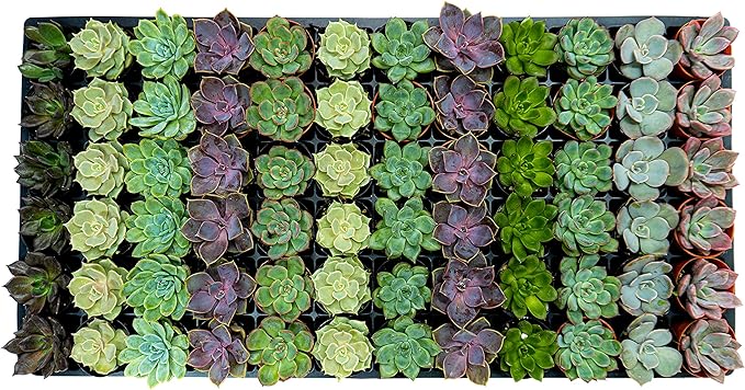 1.75 Inch Mini-Echeveria Assortment | Beautiful Rosette Assortment | Colorful, Hand-Picked Assortment | Great for Office, Home, or Wedding Decor | 72-Pack