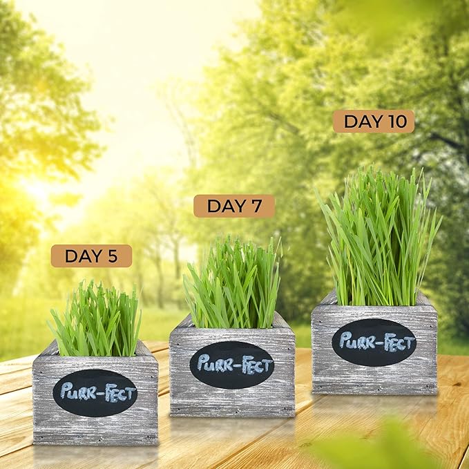 Cat Grass for Indoor Cats Kit – Organic Wheatgrass Seed & Soil, Hairball Remedy in Red Cedar Planter, Gift Box with Bonus Label, Pen & 10% Cat Treats Discount (White)