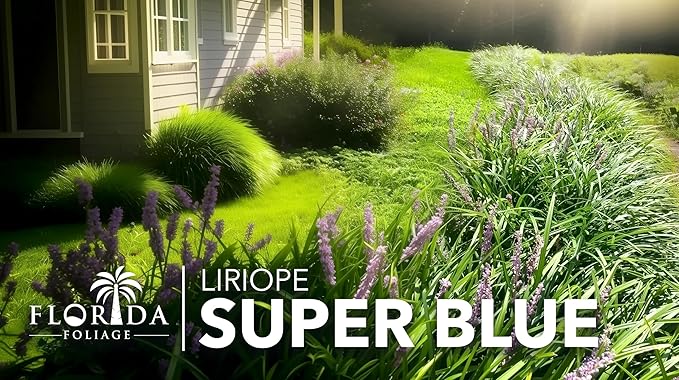 Liriope Super Blue | 3 Large Gallon Size Plants | Liriope muscari 'Super Blue' | Ornamental Ground Cover Plants | Shade-Tolerant Landscaping Perennial