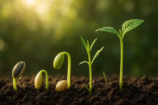Beginner’s Guide to Growing from Seed (With Minimal Supplies!)
