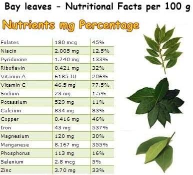 Mediterranean Bay Leaf, Bay Laurel Live Plant. Standard Variety - Laurus Nobilis. Live Plant. Fragrant, Fresh, Edible. Best for Ground Planting Outdoor. (2 Bay Laurel Plants in Sac)