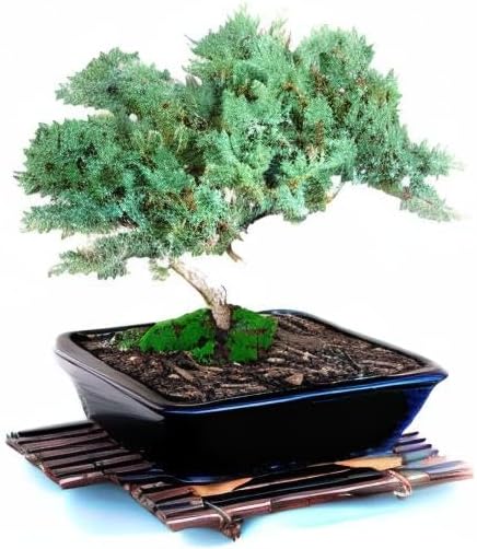 Live Dwarf Juniper Bonsai Tree 15+Years Old | Juniper or Jade Bonsai Tree | Indoor/Outdoor | 100% Handcrafted| Home and Office Décor | Best Gift for Holiday (style4)