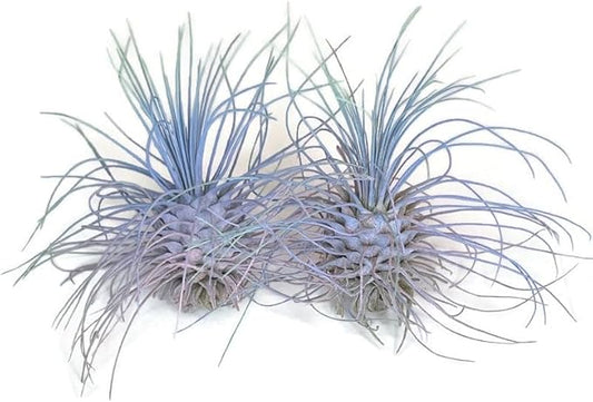Thin Air Plant, Guatemala Tillandsia Live Airplant, Healthy Arrival Guaranteed, Great Indoor Plant, Home Decor & Gift (2 Rainbow #4)