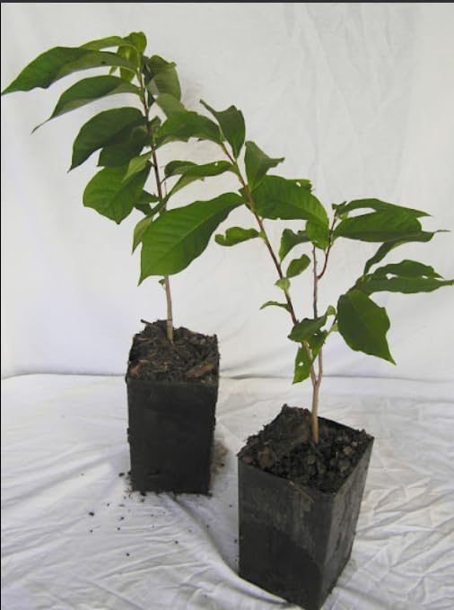 Two Pack of Common Old Fashioned Lilac Bushes - Fragrant Lavender Purple Flowers - 2 Live Plants 1 to 2 Feet Tall - Attract Hummingbirds and Butterflies