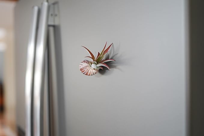 12 Pack Air Plants Red Abdita Tillandsia - Medium Air Plants Live Variety Pack - Live Succulent House Plant - Home Holders and Garden Decor - Easy Care Indoor and Outdoor Plants