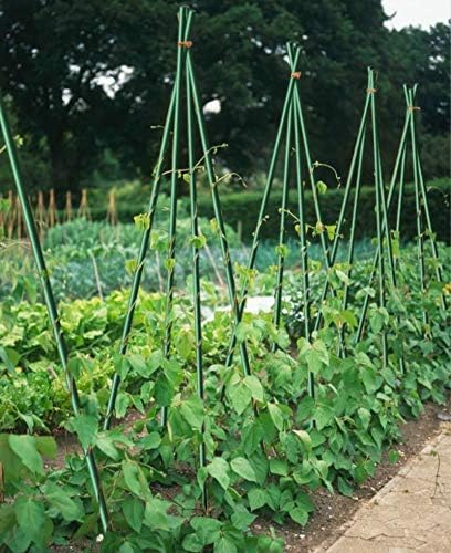 5 Ft 50pack Garden Stakes for Climbing Plants,1/4" Dia Supports Poles EcoStake Rust-Free Plant Sticks Fence Post (60inch)