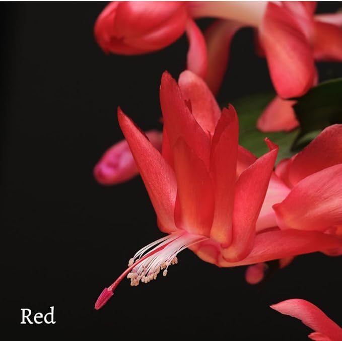 TriStar Plants - Thanksgiving Cactus - 4" inch Pot, Fasle Christmas Cactus, Easter Cactus, Holiday Plant, Winter Flowers, Christmas Plants, Winter Blooms (Red)