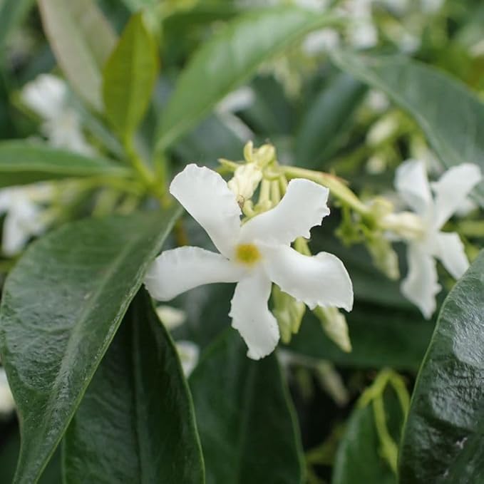 Star Jasmine/Confederate Jasmine - Trachelospermum Jasminoides. Live. Fragrant Flowers. (2 Plants in Sac)