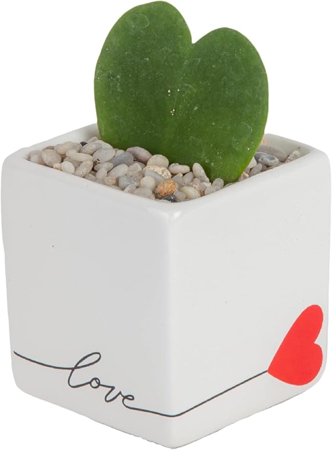 Costa Farms Hoya Heart Live Plant, Succulent-Like Houseplant in Cute Love Decor Plant Pot, Potting Soil, Live Plants Room Décor, Valentine's Day Gift For Mom, Birthday, Tabletop Size, 5-Inches Tall