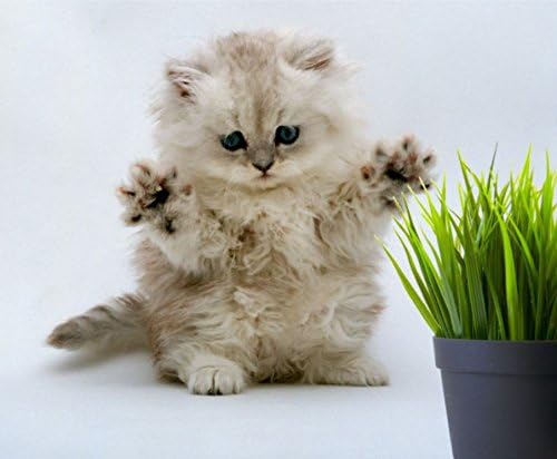 Simple Cat Grass Blend, 100% US Organic, 4 Popular Seeds: Wheat, Barley, Oats, and Rye Mix Combo, Show Your Love with a Healthy Pet Snack Treat (4 Ounce (~3200 Seeds))