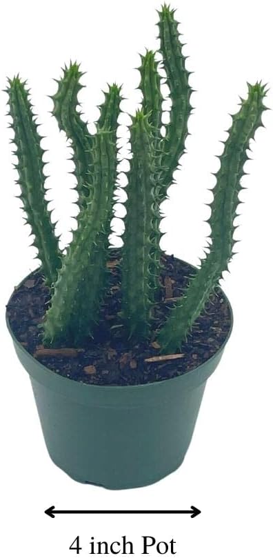 BubbleBlooms Huernia Red Dragon Stapelia Cactus/Huernia penzigii, in 4 inch Pot