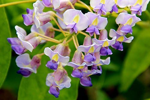 Blue Moon Wisteria Vine - Massive Foot Long Fragrant Flowers - Attract Hummingbirds - 2 - Year Plant