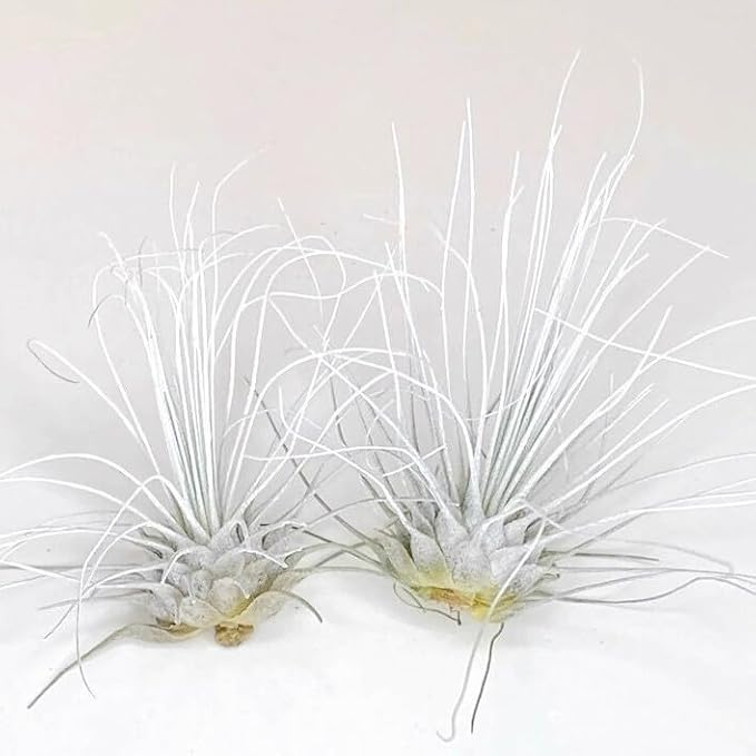 Thin Air Plant, Guatemala Tillandsia Live Airplant, Healthy Arrival Guaranteed, Great Indoor Plant, Home Decor & Gift (2 White)